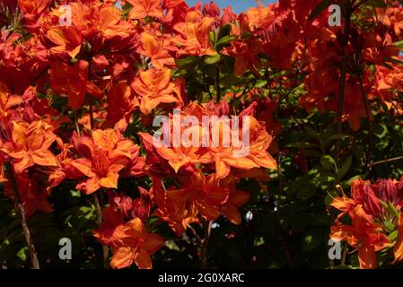 Orange Azalea 'Mary Poppins" Foto Stock