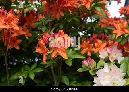 Orange Azalea 'Mary Poppins" Foto Stock