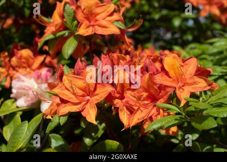 Orange Azalea 'Mary Poppins" Foto Stock