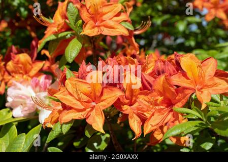 Orange Azalea 'Mary Poppins" Foto Stock