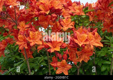 Orange Azalea 'Mary Poppins" Foto Stock