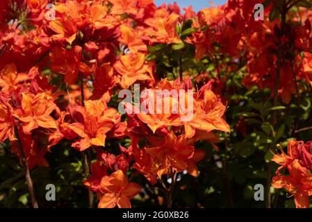 Orange Azalea 'Mary Poppins" Foto Stock