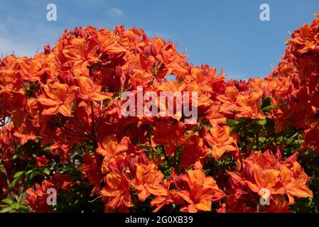 Orange Azalea 'Mary Poppins" Foto Stock