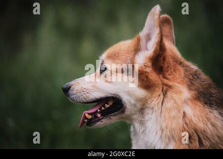 Gallese corgi Pembroke tricolore si siede sullo sfondo di verde erba ritratto in primo piano profilo. Camminare con il cane in natura. Il pastore più piccolo del mondo Foto Stock