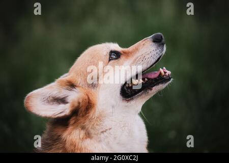 Gallese corgi Pembroke tricolore si siede sullo sfondo di verde erba ritratto in primo piano profilo. Camminare con il cane in natura. Il pastore più piccolo del mondo Foto Stock