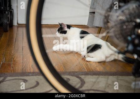 Gatto bianco e nero sul prowl. Incorniciato attraverso la ruota di bicicletta Foto Stock