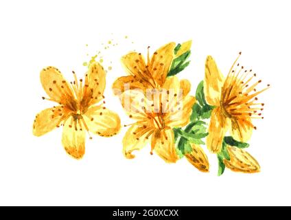 Erba di S. Giovanni o fiore perforatum Hypericum. Immagine disegnata a mano con acquerello, isolata su sfondo bianco Foto Stock