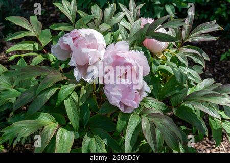 Paeonia suffruticosa Yae-Zakura, una pianta decidua con due fiori rosa morbidi. Foto Stock