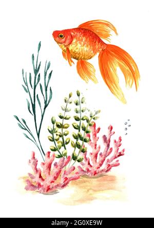 Composizione subacquea con coralli, alghe e pesci rossi. Immagine disegnata a mano con acquerello isolata su sfondo bianco. Acquerello disegnata a mano Illustra Foto Stock