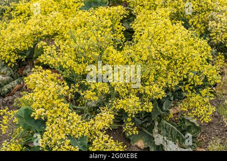 Lompoc, CA, USA - 26 maggio 2021: Primo piano di piante di cavolfiore gialle, allevate per semi. Foto Stock