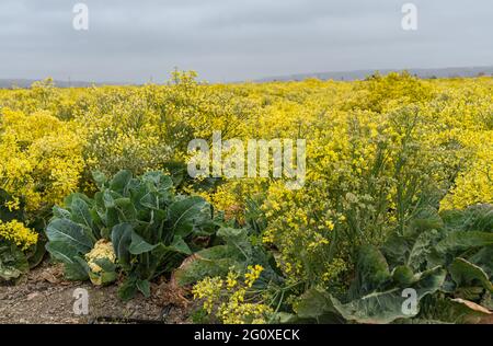 Lompoc, CA, USA - 26 maggio 2021: Primo piano laterale di piante di cavolfiore gialle in fiore, allevate per semi, sotto il forte paesaggio grigio. Foto Stock