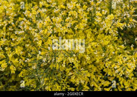 Lompoc, CA, USA - 26 maggio 2021: Primo piano di fiori gialli di cavolfiore, allevati per semi. Foto Stock