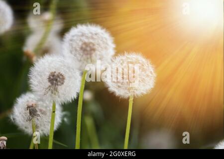 Andelioni maturi al sole, giorno d'estate, primavera estate sfondo Foto Stock