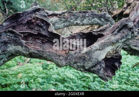 Un ramo storto e storto di un vecchio olivo Foto Stock