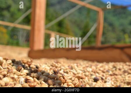 Colpo di closeup di chicchi di caffè raccolti pronti per la macinazione Foto Stock