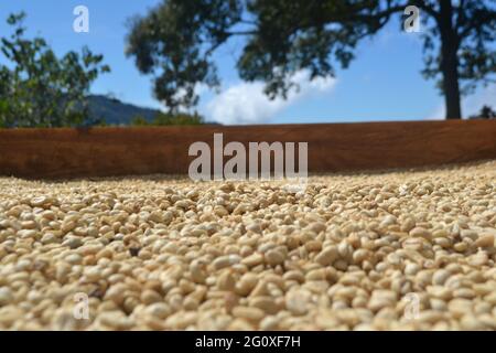 Colpo di closeup di chicchi di caffè raccolti pronti per la macinazione Foto Stock