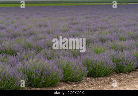 Lompoc, CA, USA - 26 maggio 2021: Tappeto di piante di fiori di lavanda viola in grande campo. Marrone sporco sulla parte anteriore. I fiori svaniscono verso la parte posteriore. Foto Stock