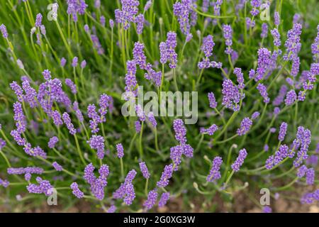 Lompoc, CA, USA - 26 maggio 2021: Closeup di steli di fiori di lavanda viola su pianta verde in campo. Foto Stock