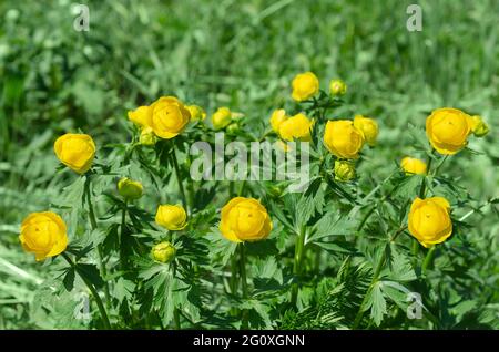 Fiori gialli di un costume da bagno in una radura di foresta. Messa a fuoco selettiva Foto Stock