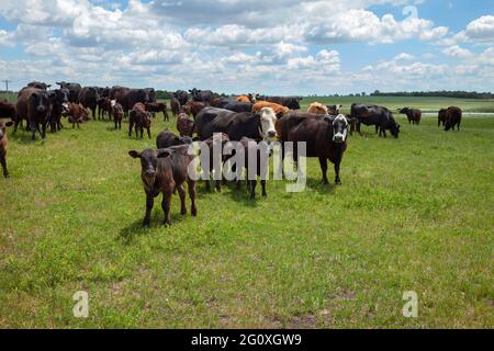 Mandria di bovini con mucche e vitelli in un campo del South Dakota Foto Stock