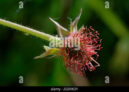 Erba Bennett o legno Avens - Geum urbanum, primo piano di testa di seme Foto Stock