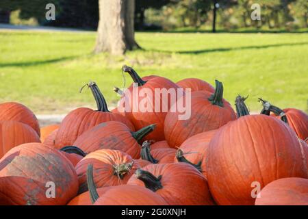 Zucche d'autunno arancioni in un mucchio durante la vendemmia di fattoria di ottobre per una sana festa di Halloween o di Ringraziamento Foto Stock