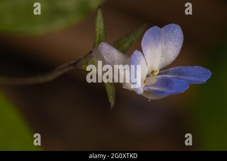 Maria a fiore piccolo dall'occhio blu (Collinsia parviflora) Foto Stock