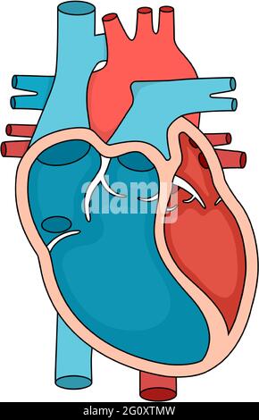 Primo piano dell'anatomia cardiaca. Illustrazione della sezione trasversale del cuore umano. Illustrazione Vettoriale