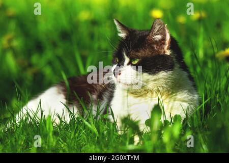 Gatto bianco e nero vagato adagiato nell'erba verde, l'animale senza casa sta riposando la foto di concetto Foto Stock