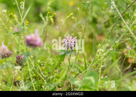 Primo piano di Trifolium pratense, trifoglio rosso tra altri fiori selvatici su un prato Foto Stock