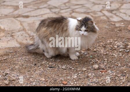 Gatto minaccioso Shaggy. Un gatto di strada su una vecchia pietra di pavimentazione guarda a sinistra. Foto Stock