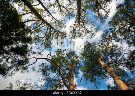 Gli alberi formano un baldacchino sopra la passerella nel Bayfront Park a Daphne, Alabama, il 20 ottobre 2020. Foto Stock