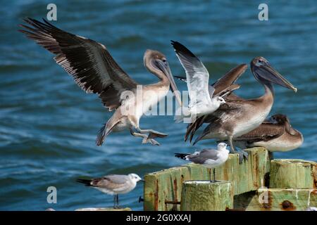 Un pellicano marrone entra per un atterraggio su un persico affollato il 23 ottobre 2020, sull'isola di Dauphin, Alabama, Stati Uniti. Foto Stock