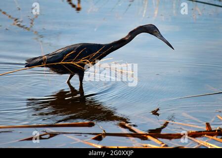 Un airone stalks prey in una palude al Meaher state Park vicino a Mobile, Alabama. Foto Stock