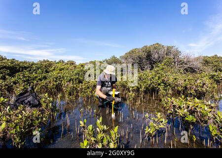 Scienziato che raccoglie un nucleo di sedimento per valutare i tassi di sequestro di carbonio nel sedimento di mangrovie. Foto Stock