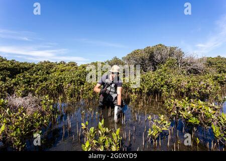 Scienziato che raccoglie un nucleo di sedimento per valutare i tassi di sequestro di carbonio nel sedimento di mangrovie. Foto Stock