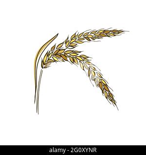 Spighe di grano, orzo o vettore di segale visual icone grafiche, ideale per il confezionamento di pane, etichette di birra ecc. Illustrazione Vettoriale