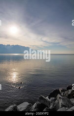 Lago di Ginevra al tramonto in una serata tranquilla da Montreux nel cantone di Vaud in Svizzera, con anatre in primo piano e le montagne nel backgrou Foto Stock