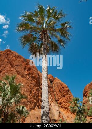 Alta palma di cavolo, Livistona australis, con scogliere rosse sullo sfondo Foto Stock