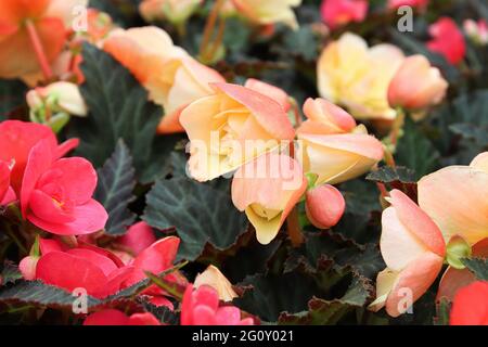 Closeup di fiori di begonia rosa e pesca Foto Stock