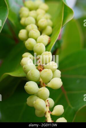 Arbusto tropicale di uva di mare con foglie verdi, gialle e rosse e frutta simile all'uva Foto Stock