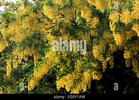 Laburnum x vossii 'Watereri' Foto Stock