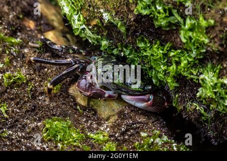 Primo piano di Striped Shore Crab (crassipes Pachygrapsus) che si nasconde in una morsa costiera a bassa marea. Vista telecamera; verde vegetazione di mare su rocce. Foto Stock