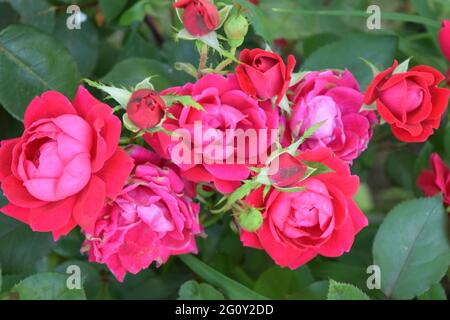 un gruppo di rose knockout sul cespuglio Foto Stock