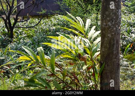 Il cardamomo nero è un gambo rosso, alto, clustering, sempreverde con abbondanti foglie lucide, sottili, tropicali. I fiori principalmente gialli o bianchi si formano a t Foto Stock