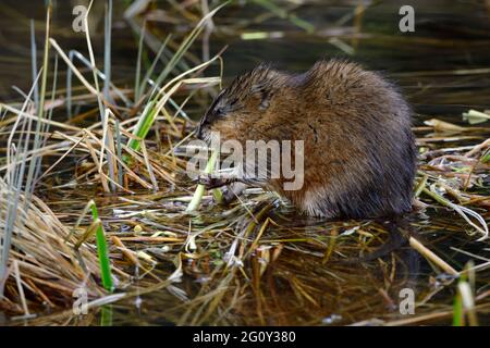 Un muskrat selvatico Ondatra zibethicus; seduto in acque poco profonde che si nutrono di germogli verdi di vegetazione PALUDOSA nella rurale Alberta Canada Foto Stock