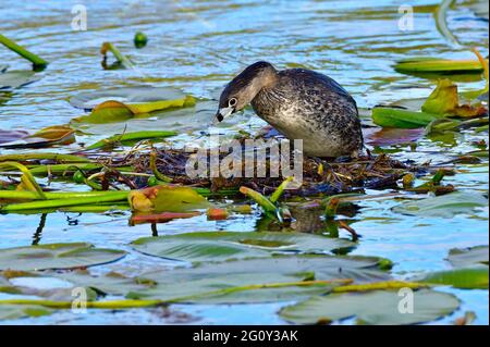 Una femmina pied-fatturato Grebe 'Podilymbus podiceps'; costruire un nido galleggiante fatto di pastiglie di giglio presso la zona paludosa in un lago rurale Alberta Foto Stock