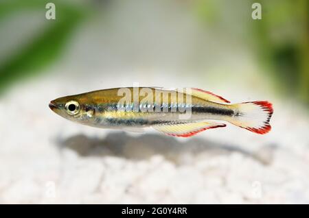 Madagascar rainbowfish Bedotia madagascariensis Madagascar Acquario di pesce malgascio Foto Stock