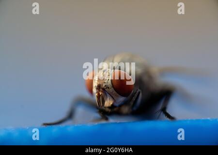 Una vista molto ravvicinata di una housefly (Musca domestica) nel sottoordine Ciclorrhapha macro fotografia su sfondo blu. Messa a fuoco selettiva. Foto Stock