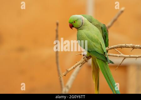 Un primo piano di un Parakeet rosa (Psittacula krameri) in un ramo di albero. Foto Stock